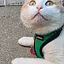 cat, orange_and_white_cat, green_harness, pet, animal, outdoor, concrete, fence, curious, lying_down, whiskers, close_up, wide_eyes, reflection, fur, paw, texture, daylight, nature, domestic_cat