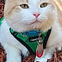 cat, animal, pet, close_up, fluffy, green_harness, support_animal_tag, outdoor, wood_chips, fence, resting, white_fur, orange_fur, whiskers, pink_nose, calm, portrait, domestic_cat, feline, nature