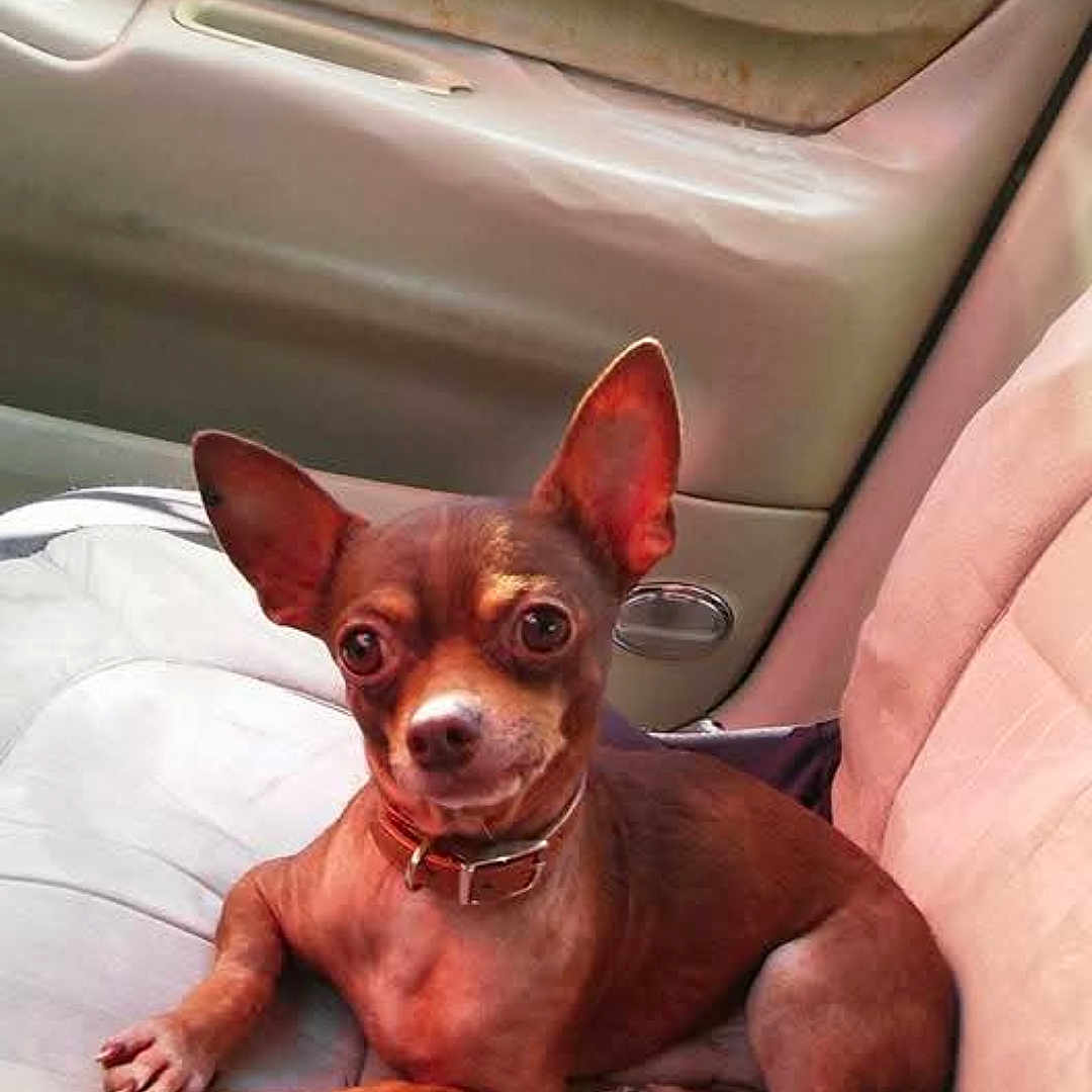 Jj is registered to the contest to win money with this photo: dog, small_dog, brown_dog, pet, car_seat, inside_car, animal, cute, ears, collar, relaxed, looking_at_camera, paw, sitting, canine, vehicle_interior, domestic_animal, companion, alert, friendly