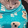 Bella is registered to the contest to win money with this photo: cat, kitten, gray_cat, close_up, blanket, turquoise, patterned_blanket, cozy, cute, pet, fur, whiskers, indoor, snug, domestic_animal, animal_face, soft_texture, resting, wrapped, comfort