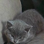 Bella joined the competition — help win amazing prizes! kitten, cat, gray, fur, animal, pet, cute, small, whiskers, ears, paws, indoor, cozy, sleeping, resting, curious, closeup, mammal, feline, young