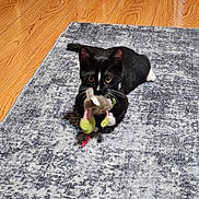 Chase joined the competition — help win amazing prizes! animal, black_and_white_cat, cat, close_up, curious, domestic_cat, feline, floor, gray_rug, indoor, lying_down, paws, pet, playful, plush_toy, rug, toy, whiskers, wooden_floor, young_cat