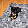 animal, black_and_white_cat, cat, close_up, curious, domestic_cat, feline, floor, gray_rug, indoor, lying_down, paws, pet, playful, plush_toy, rug, toy, whiskers, wooden_floor, young_cat