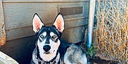 Amarillo Neteyam is registered to the contest to win money with this photo: dog, husky, blue_eyes, outdoor, fence, dirt, wooden_wall, collar, pet, animal, sunlight, resting, canine, ears_up, looking_at_camera, domestic_animal, nature, summer, shade, ground