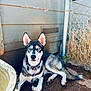animal, blue_eyes, canine, collar, dirt, dog, domestic_animal, ears_up, fence, ground, husky, looking_at_camera, nature, outdoor, pet, resting, shade, summer, sunlight, wooden_wall