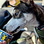 Amarillo Neteyam is registered to the contest to win money with this photo: dog, husky, blue_eyes, close_up, tongue, cup, hand, car_interior, seat, leather, collar, pet, animal, side_profile, snout, fur, whiskers, daylight, drinking, canine