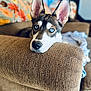 Amarillo Neteyam joined the competition — help win amazing prizes! dog, husky, blue_eyes, couch, armrest, indoor, pet, resting, closeup, fur, canine, home, cozy, blanket, relaxation, portrait, animal, ears, snout, living_room