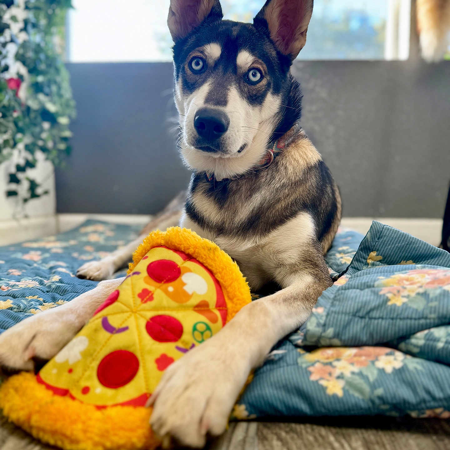 Amarillo Neteyam joined the competition — help win amazing prizes! animal, blanket, blue_eyes, closeup, collar, curious_expression, dog, ears_up, floor, floral_pattern, houseplant, indoor, pet, pizza_toy, plush_toy, portrait, quilt, resting, window_blinds, wooden_floor