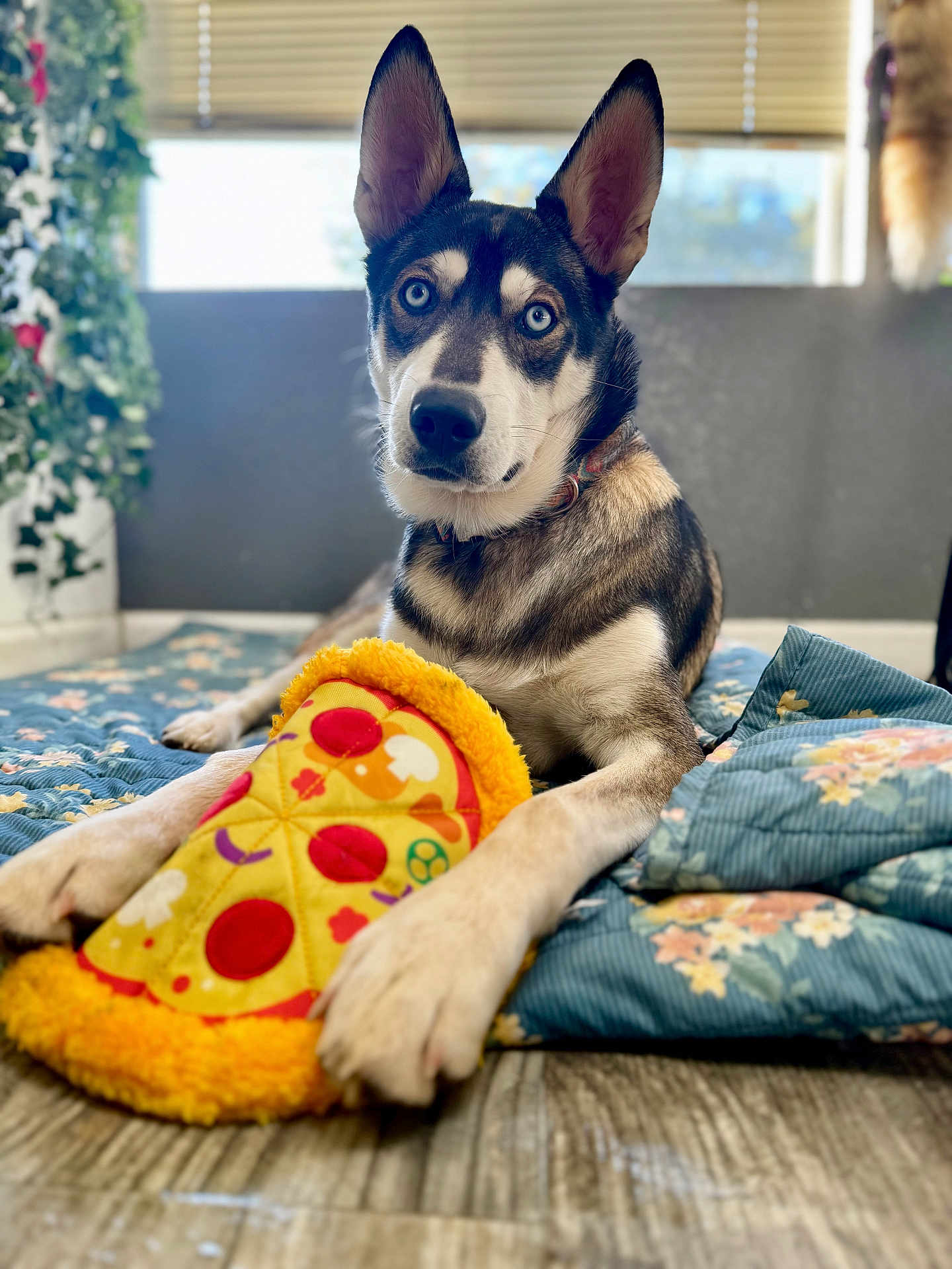 Amarillo Neteyam joined the competition — help win amazing prizes! dog, blue_eyes, indoor, quilt, plush_toy, pizza_toy, floor, wooden_floor, ears_up, curious_expression, pet, animal, resting, floral_pattern, blanket, houseplant, window_blinds, collar, closeup, portrait
