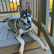 Amarillo Neteyam joined the competition — help win amazing prizes! dog, blue_eyes, porch, wooden_floor, outdoor, pet, resting, curious, ears, collar, fence, daylight, animal, canine, muzzle, paw, fur, looking, nature, relaxed