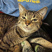 Bruin is registered to the contest to win money with this photo: animal, blanket, brown, cat, close_up, cozy, cute, domestic_cat, ears, feline, fur, indoor, pet, portrait, relaxed, resting, sleepy, striped, tabby, whiskers