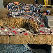 Bruttis joined the competition — help win amazing prizes! animal, blanket, brown, canine, collar, comfort, couch, dog, fabric, furniture, home, indoor, living_room, pattern, paw_prints, pet, relaxed, resting, seat, striped