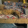 animal, blanket, brown, canine, collar, comfort, couch, dog, fabric, furniture, home, indoor, living_room, pattern, paw_prints, pet, relaxed, resting, seat, striped