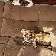 Bruttis joined the competition — help win amazing prizes! dog, cat, couch, brown, furniture, living_room, pet, sunlight, relaxed, fur, indoor, perched, lounging, domestic_animal, cozy, home, animal, resting, cute, companion