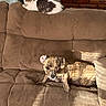 dog, cat, couch, brown, furniture, living_room, pet, sunlight, relaxed, fur, indoor, perched, lounging, domestic_animal, cozy, home, animal, resting, cute, companion