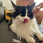 Réglisse participe au concours pour gagner de l'argent avec cette photo : cat, black_and_white, fluffy, tongue_out, couch, pillow, indoor, person, shirtless, relaxed, feline, whiskers, fur, pet, home, sitting, close_up, animal, domestic, tongue