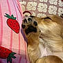 dog, paw, sleeping, cute, closeup, pink, fabric, pattern, strawberry, cushion, floral, fur, resting, pet, animal, cozy, relaxed, indoor, soft, adorable