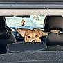 dog, car_interior, backseat, pet, animal, ears, looking, curious, window, road, seat, headrest, dashboard, leather_seat, street, daylight, travel, transport, vehicle, canine