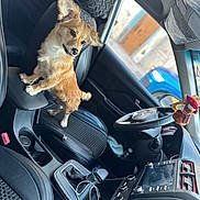 Simba participe au concours pour gagner de l'argent avec cette photo : dog, car_interior, seat, armrest, steering_wheel, gear_shift, plush_toy, window, door, dashboard, cable, black_upholstery, small_dog, fluffy_ears, curious, pet, modern_car, indoor, vehicle, passenger_seat