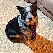 Gus joined the competition — help win amazing prizes! animal, black, brown, carpet, companion, couch, cute, dog, domestic, ears_up, fur, indoor, looking_up, loyal, pet, portrait, sitting, striped_tie, tie, white