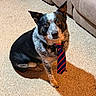 animal, black, brown, carpet, companion, couch, cute, dog, domestic, ears_up, fur, indoor, looking_up, loyal, pet, portrait, sitting, striped_tie, tie, white