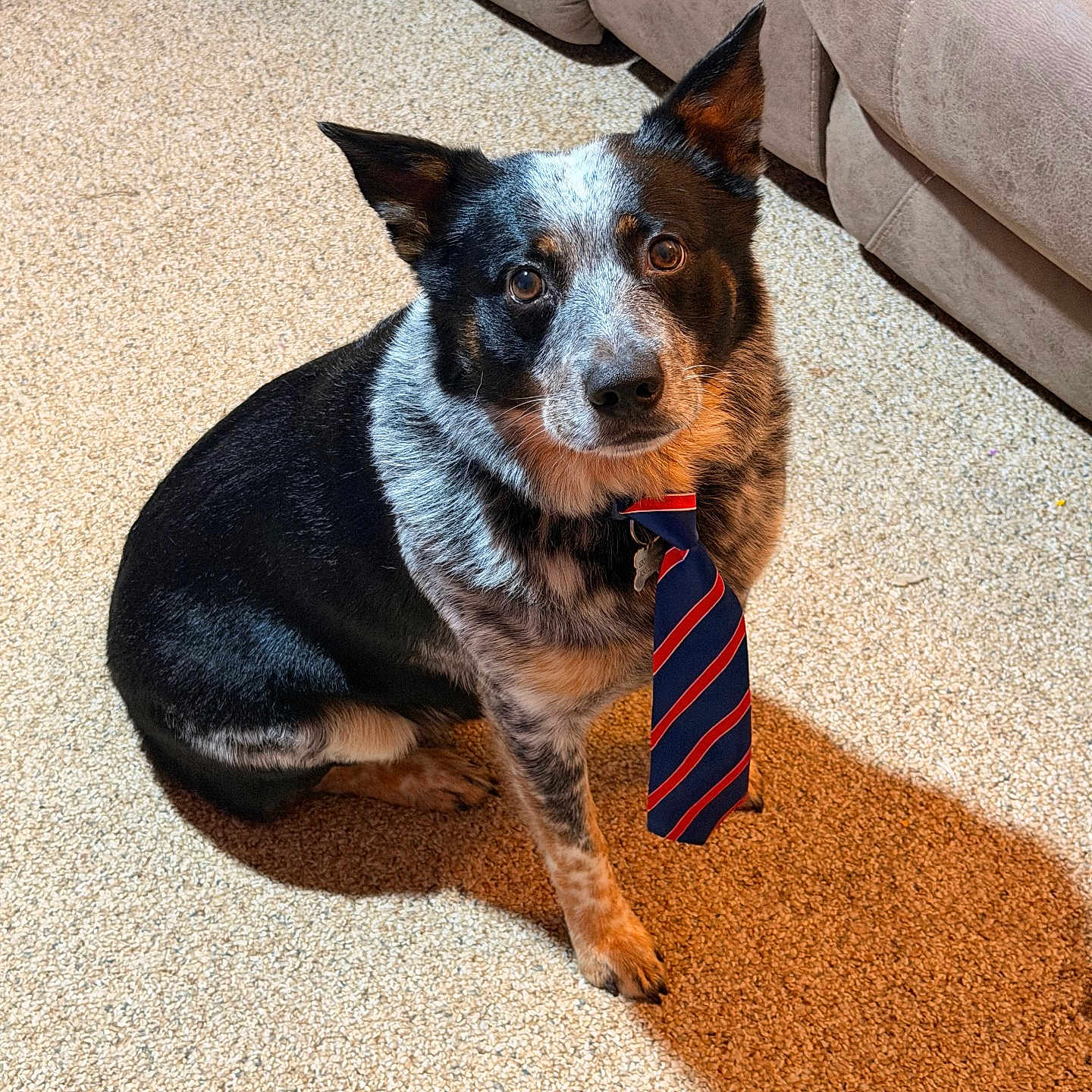 Gus