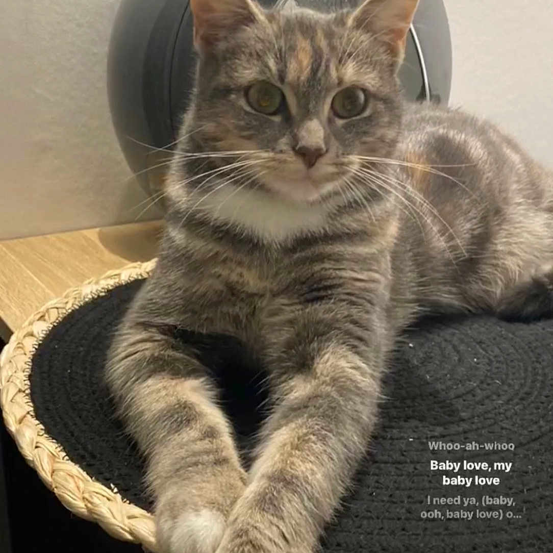 Tequila a rejoint le concours — aidez-le/la à gagner de superbes lots ! abyssinian, advertisement, angora, animal, basket, cat, cushion, egyptiancat, electronics, face, fisheye, head, homedecor, kitten, manx, person, pet, photography, portrait, speaker