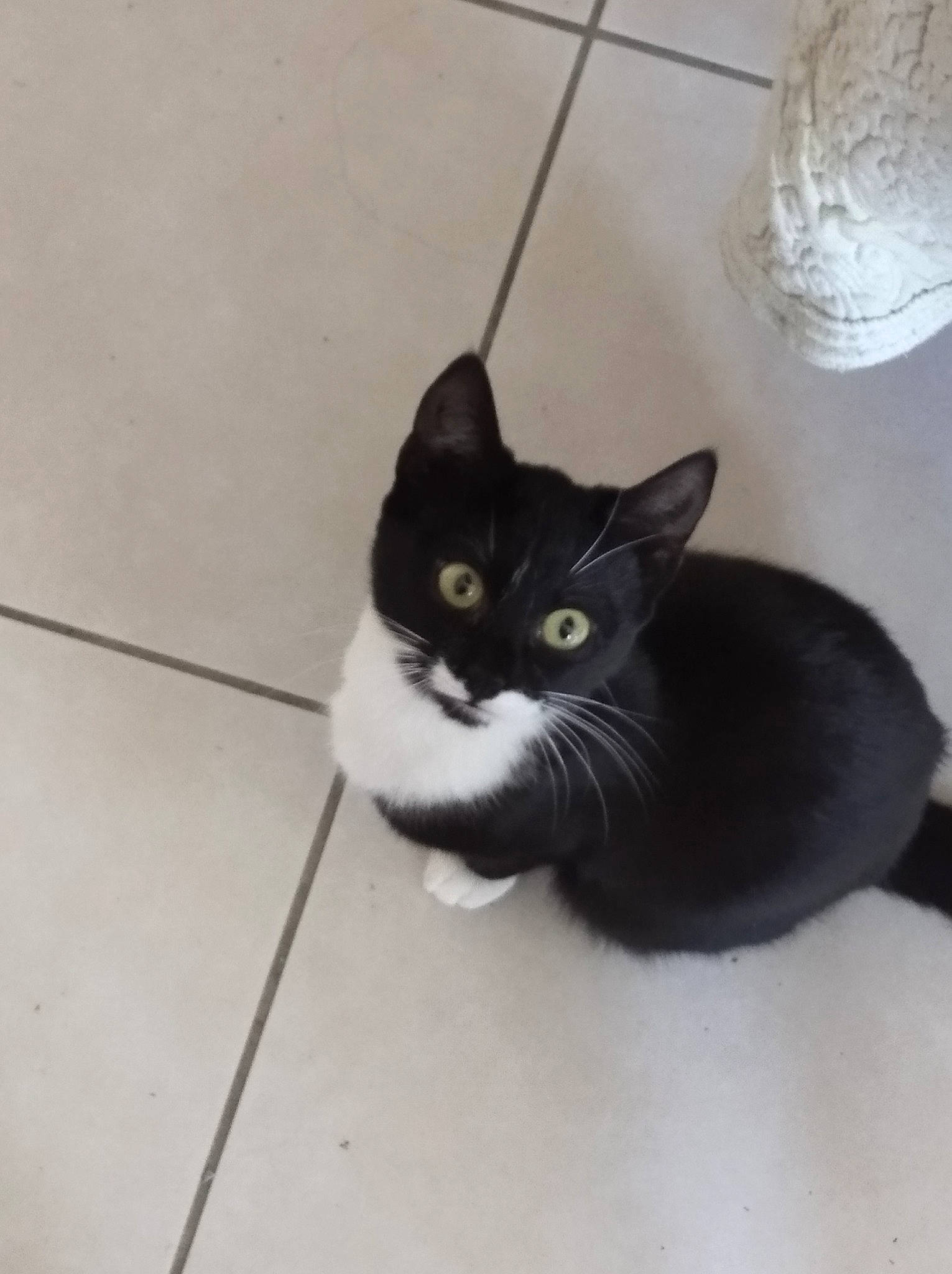 Manon participe au concours pour gagner de l'argent avec cette photo : black_cat, carnivore, cat, domestic_short_haired_cat, eye, felidae, floor, flooring, fur, grey, hardwood, monochrome_photography, paw, small_to_medium_sized_cats, snout, tail, whiskers, window, wood