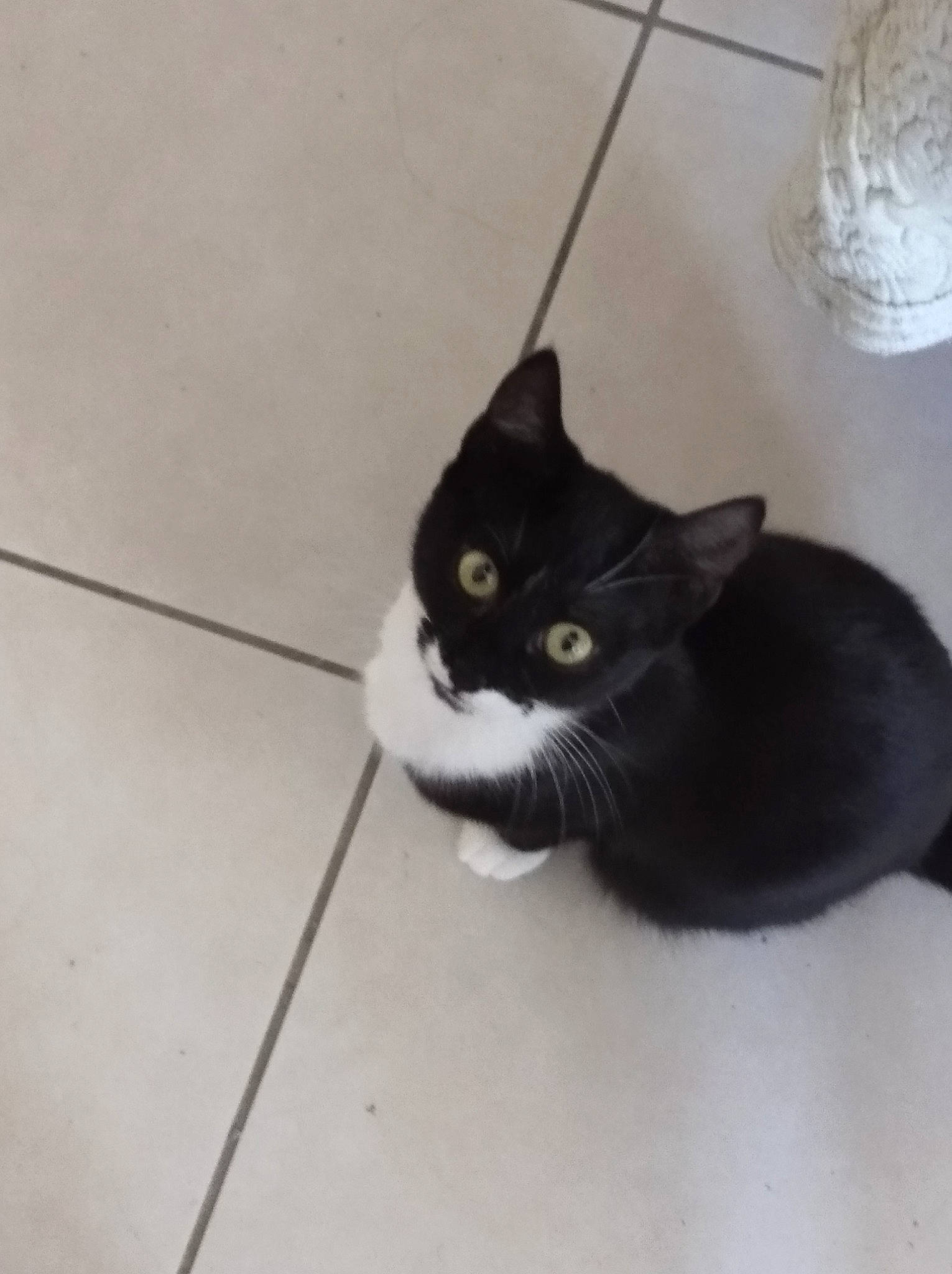 Manon a rejoint le concours — aidez-le/la à gagner de superbes lots ! black_cat, carnivore, cat, domestic_short_haired_cat, felidae, floor, flooring, fur, grey, hardwood, monochrome_photography, paw, small_to_medium_sized_cats, snout, tail, terrestrial_animal, tile_flooring, whiskers, wood