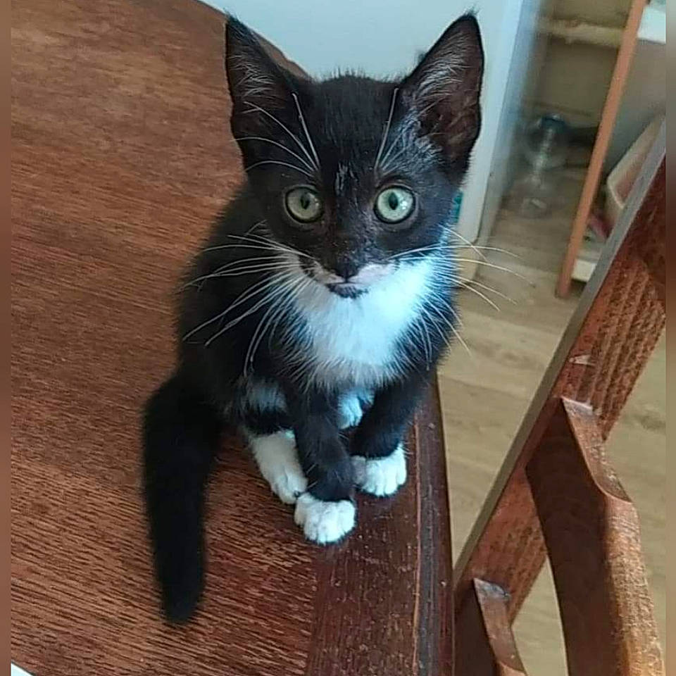 Manon a rejoint le concours — aidez-le/la à gagner de superbes lots ! black_cat, carnivore, cat, claw, domestic_short_haired_cat, eye, felidae, flooring, fur, hardwood, head, paw, sitting, small_to_medium_sized_cats, snout, tail, whiskers, window, wood, wood_stain