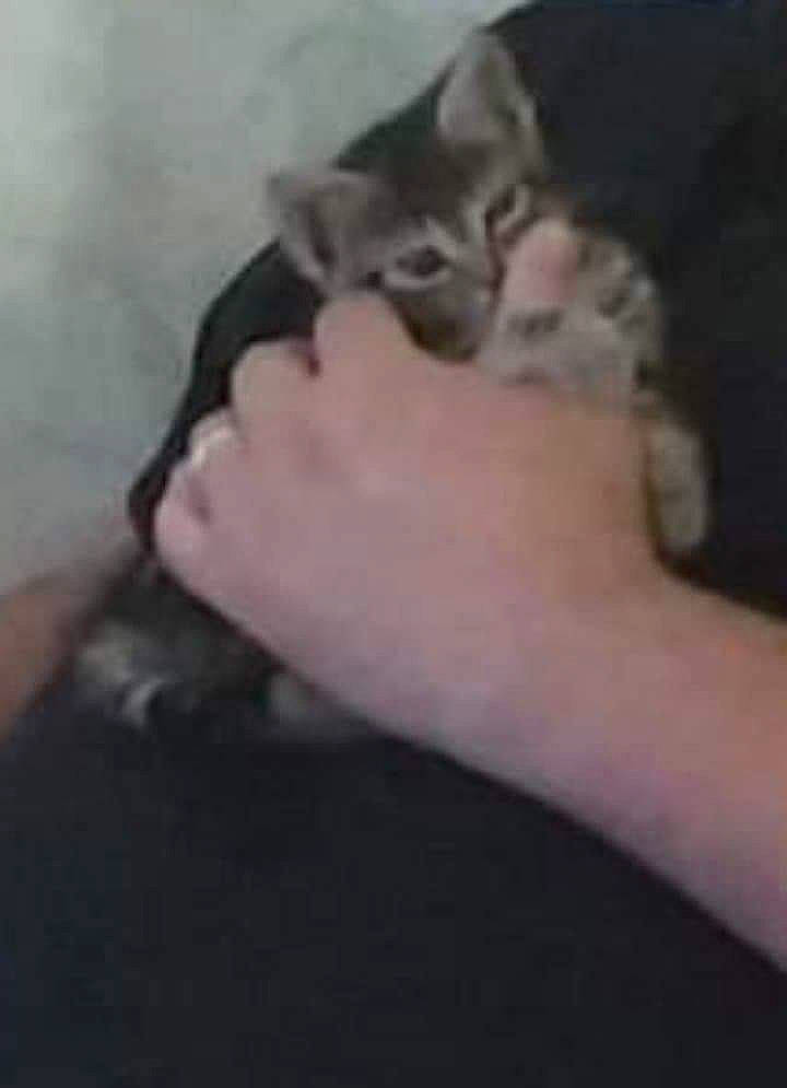 Kiara participe au concours pour gagner de l'argent avec cette photo : american_shorthair, boston_terrier, canidae, carnivore, cat, devon_rex, dog_breed, ear, european_shorthair, fawn, felidae, kitten, paw, polydactyl_cat, puppy, small_to_medium_sized_cats, sphynx, tabby_cat, tail, whiskers