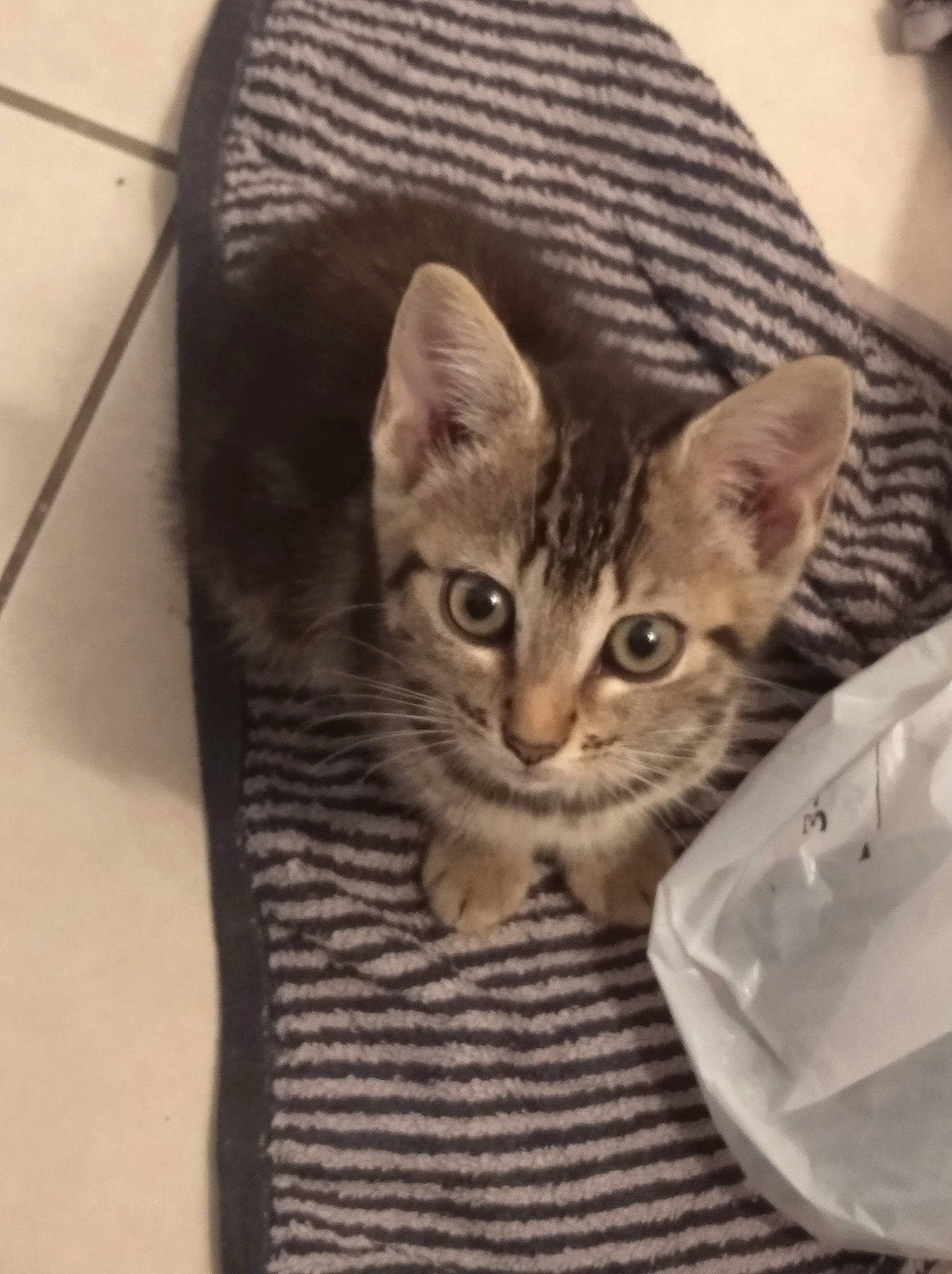 Kiara a rejoint le concours — aidez-le/la à gagner de superbes lots ! american_shorthair, asian, australian_mist, bengal, california_spangled, carnivore, cat, domestic_short_haired_cat, dragon_li, ear, egyptian_mau, european_shorthair, fawn, felidae, kitten, mammal, ocicat, small_to_medium_sized_cats, tabby_cat, whiskers