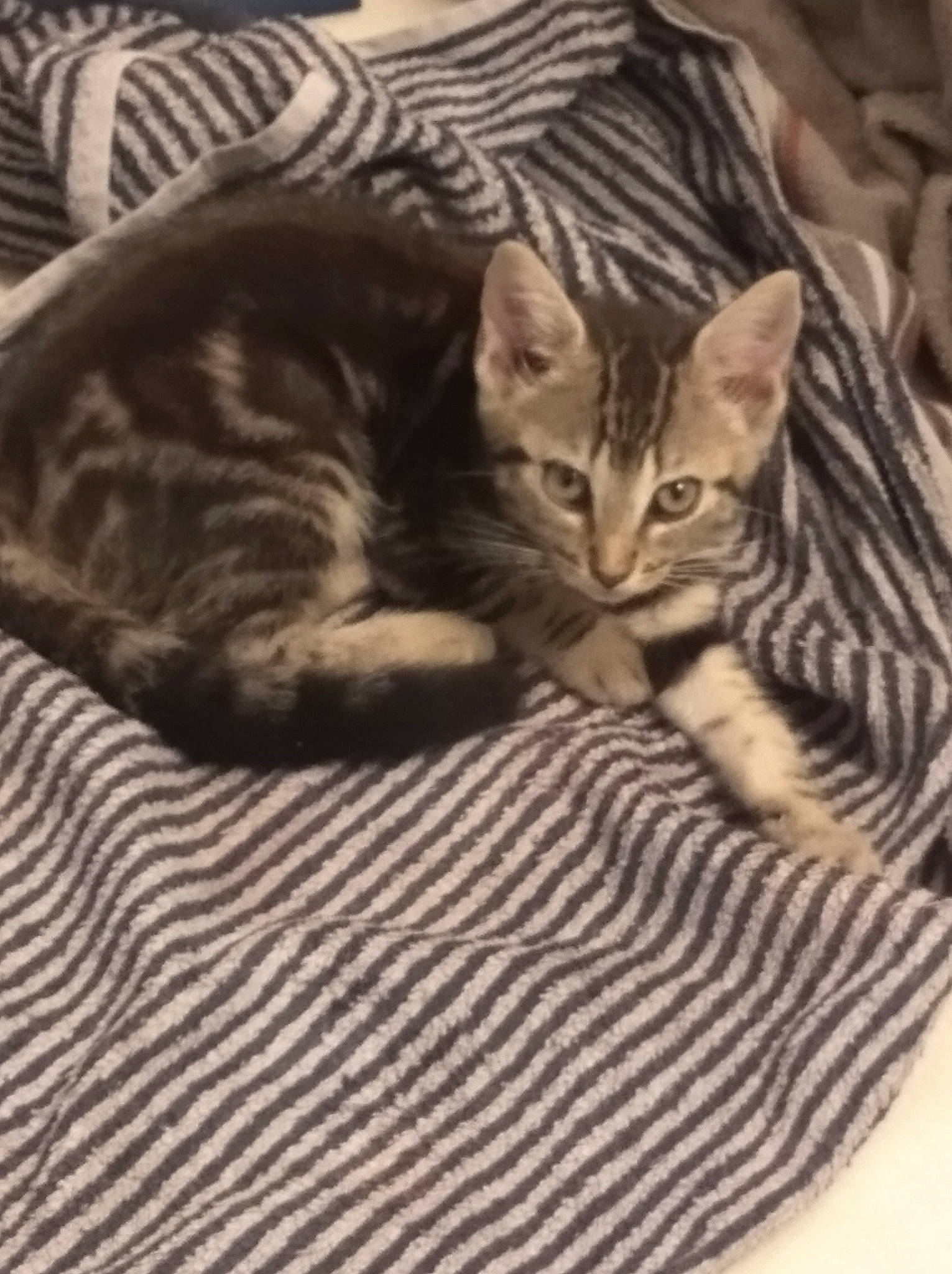 Kiara participe au concours pour gagner de l'argent avec cette photo : american_shorthair, asian, bengal, california_spangled, carnivore, cat, cat_bed, domestic_short_haired_cat, dragon_li, egyptian_mau, european_shorthair, felidae, kitten, mammal, ocicat, small_to_medium_sized_cats, tabby_cat, toyger, vertebrate, whiskers