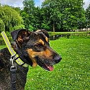 Bounty a rejoint le concours — aidez-le/la à gagner de superbes lots ! dog, collar, leash, grass, park, pond, trees, sky, clouds, nature, outdoor, canine, pet, tongue, happy, summer, greenery, animal, daytime, walking