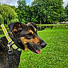 dog, collar, leash, grass, park, pond, trees, sky, clouds, nature, outdoor, canine, pet, tongue, happy, summer, greenery, animal, daytime, walking