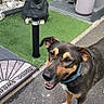 dog, animal, pet, outdoor, pavement, artificial_grass, statue, gorilla_statue, planter, plant, shrub, collar, welcome_mat, house, garden, friendly, smiling, daylight, sidewalk, concrete