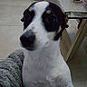 Roxie a rejoint le concours — aidez-le/la à gagner de superbes lots ! carnivoran, dog, dog_breed, dog_breed_group, dog_like_mammal, jack_russell_terrier, ratonero_bodeguero_andaluz, russell_terrier, snout