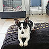 Roxie a rejoint le concours — aidez-le/la à gagner de superbes lots ! carnivoran, dog, dog_breed, dog_breed_group, dog_like_mammal, rat_terrier, snout