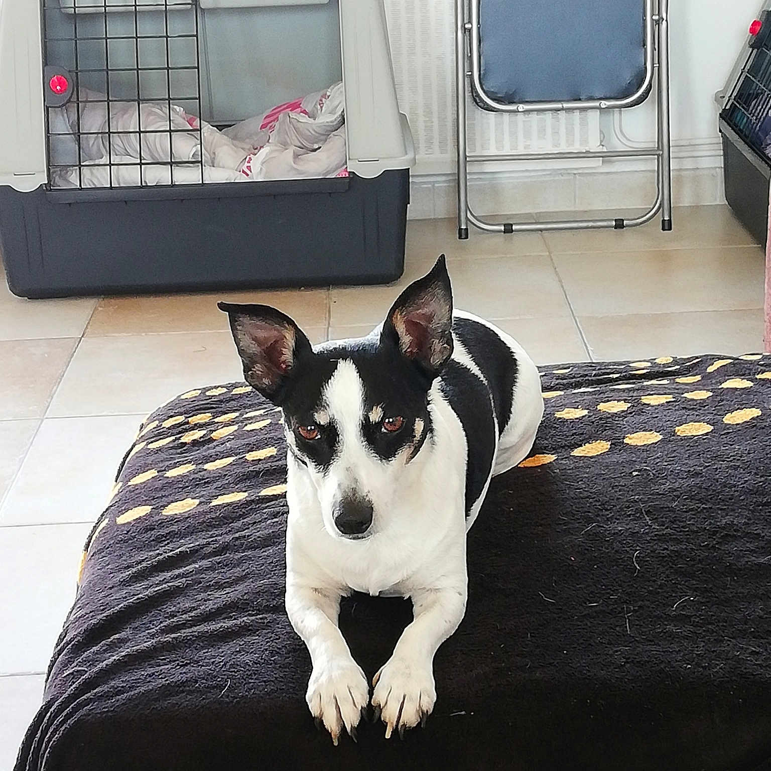 Roxie