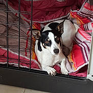 Roxie a rejoint le concours — aidez-le/la à gagner de superbes lots ! carnivoran, dog, dog_breed, dog_like_mammal, snout