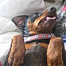 Snoop participe au concours pour gagner de l'argent avec cette photo : carnivoran, dobermann, dog, dog_breed, dog_breed_group, dog_like_mammal, german_pinscher, guard_dog, miniature_pinscher, pinscher, puppy, snout