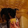 Snoop participe au concours pour gagner de l'argent avec cette photo : boston_terrier, carnivoran, dog, dog_breed, dog_breed_group, dog_like_mammal, mammal, miniature_pinscher, pinscher, puppy, snout, vertebrate