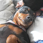 Snoop participe au concours pour gagner de l'argent avec cette photo : carnivoran, dog, dog_breed, dog_breed_group, dog_like_mammal, huntaway, puppy, rottweiler, snout