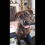 Ganja participe au concours pour gagner de l'argent avec cette photo : animal, black, brindle, brown, canine, companion, cute, dog, dog_bowl, ears, face, floor_tiles, friendly, furniture, home, indoor, papers, pet, sitting, tongue_out