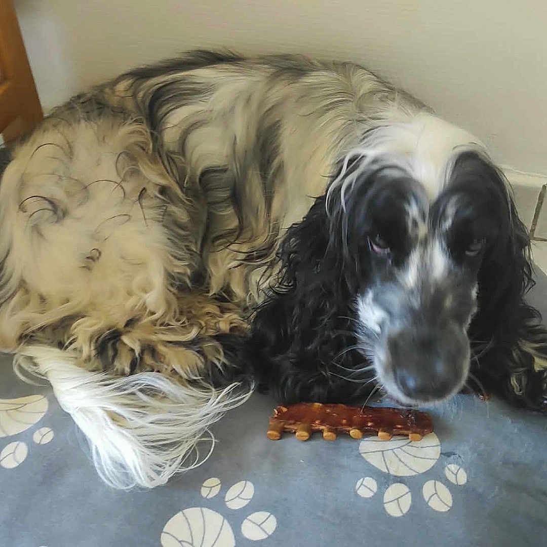 Velcro a rejoint le concours — aidez-le/la à gagner de superbes lots ! dog, long_hair, black_and_white, cushion, paw_prints, indoor, tile_floor, treat, pet, animal, resting, fur, canine, comfort, laying_down, chewing, household, companion, cute, relaxed