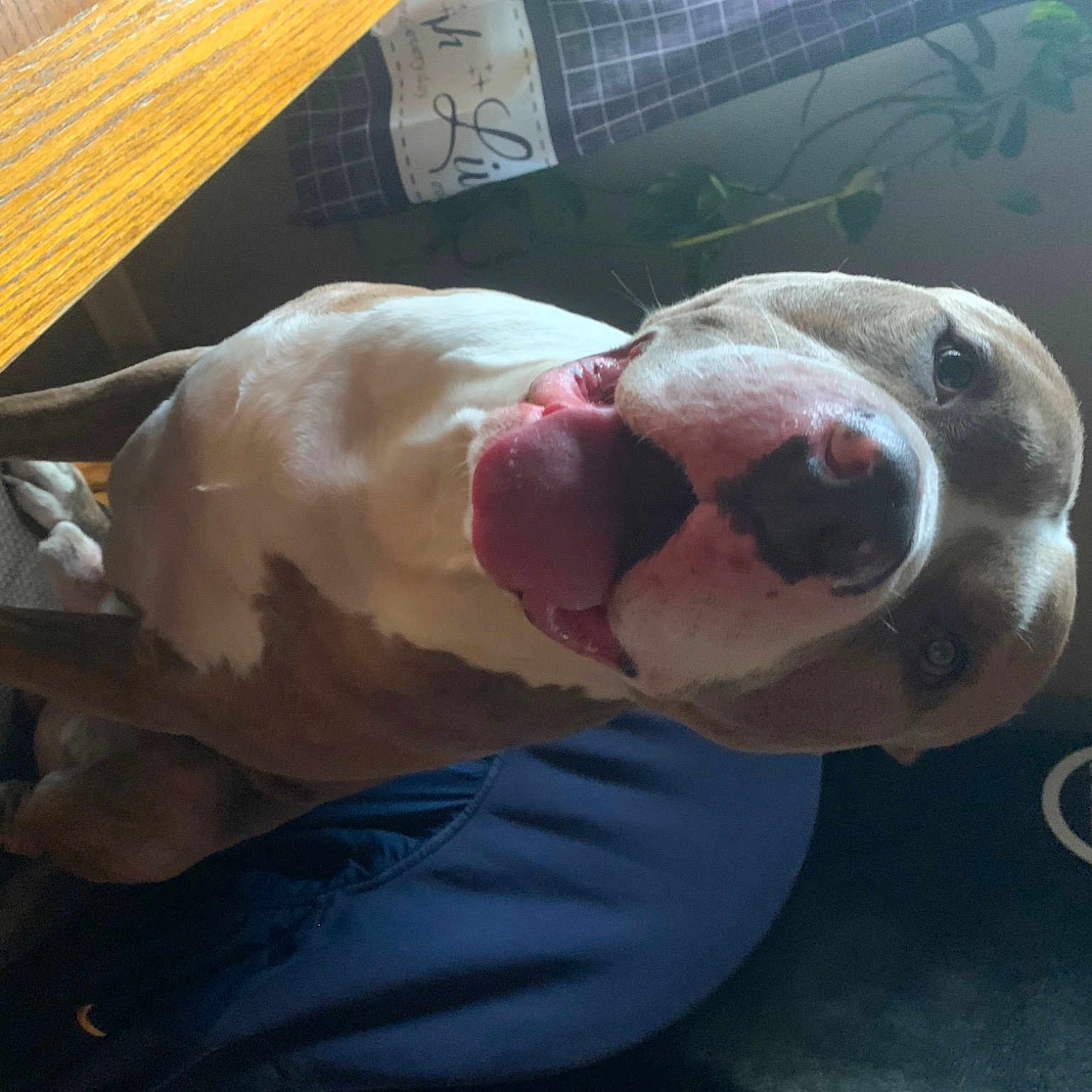 Deuce joined the competition — help win amazing prizes! canidae, carnivore, collar, companion_dog, dog, dog_breed, dog_supply, fawn, flesh, fur, metal, non_sporting_group, pet_supply, snout, sporting_group, terrestrial_animal, whiskers, wood, working_animal