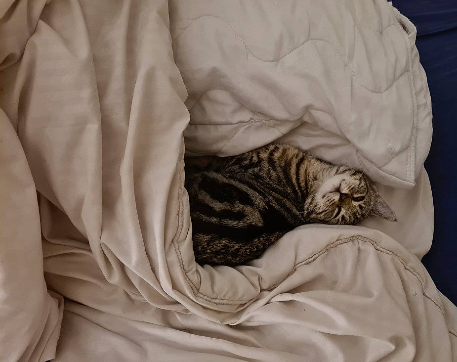 Raja joined the competition — help win amazing prizes! bed_sheet, bedding, bedroom, brown, carnivore, cat, comfort, domestic_short_haired_cat, duvet, fawn, felidae, fur, grey, linens, mattress, small_to_medium_sized_cats, terrestrial_animal, textile, whiskers, wood