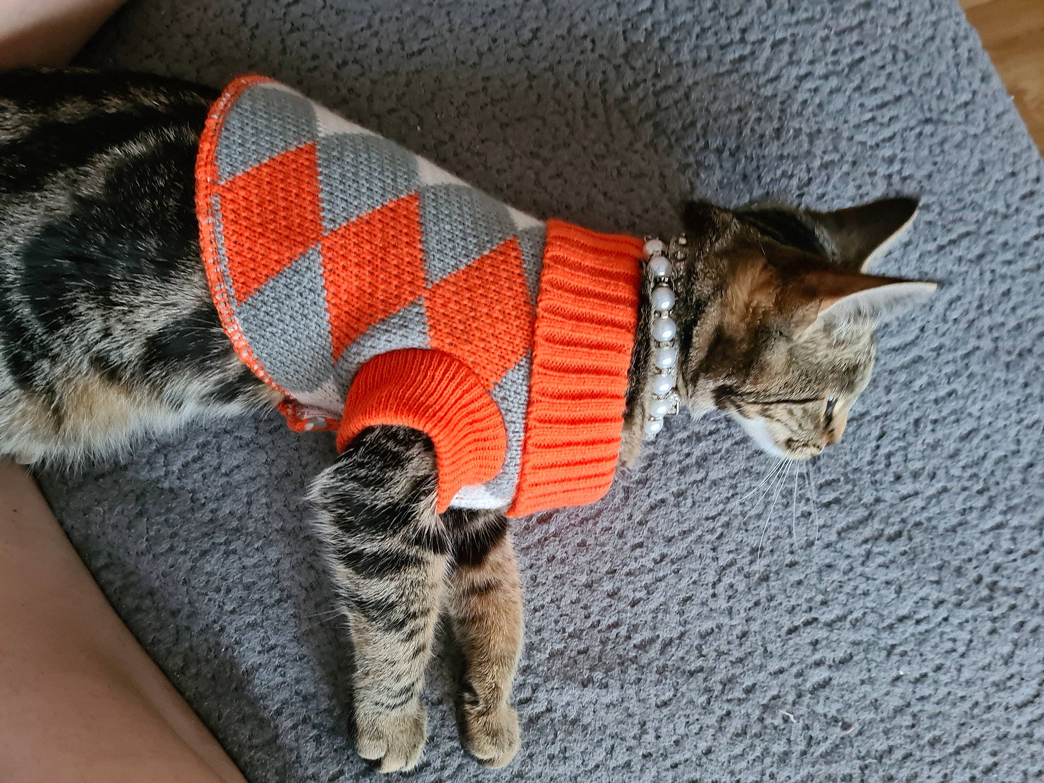 Raja joined the competition — help win amazing prizes! carnivore, cat, comfort, domestic_short_haired_cat, fawn, felidae, foot, fur, grey, human_leg, leg, mammal, pattern, paw, small_to_medium_sized_cats, snout, tail, terrestrial_animal, vertebrate, whiskers