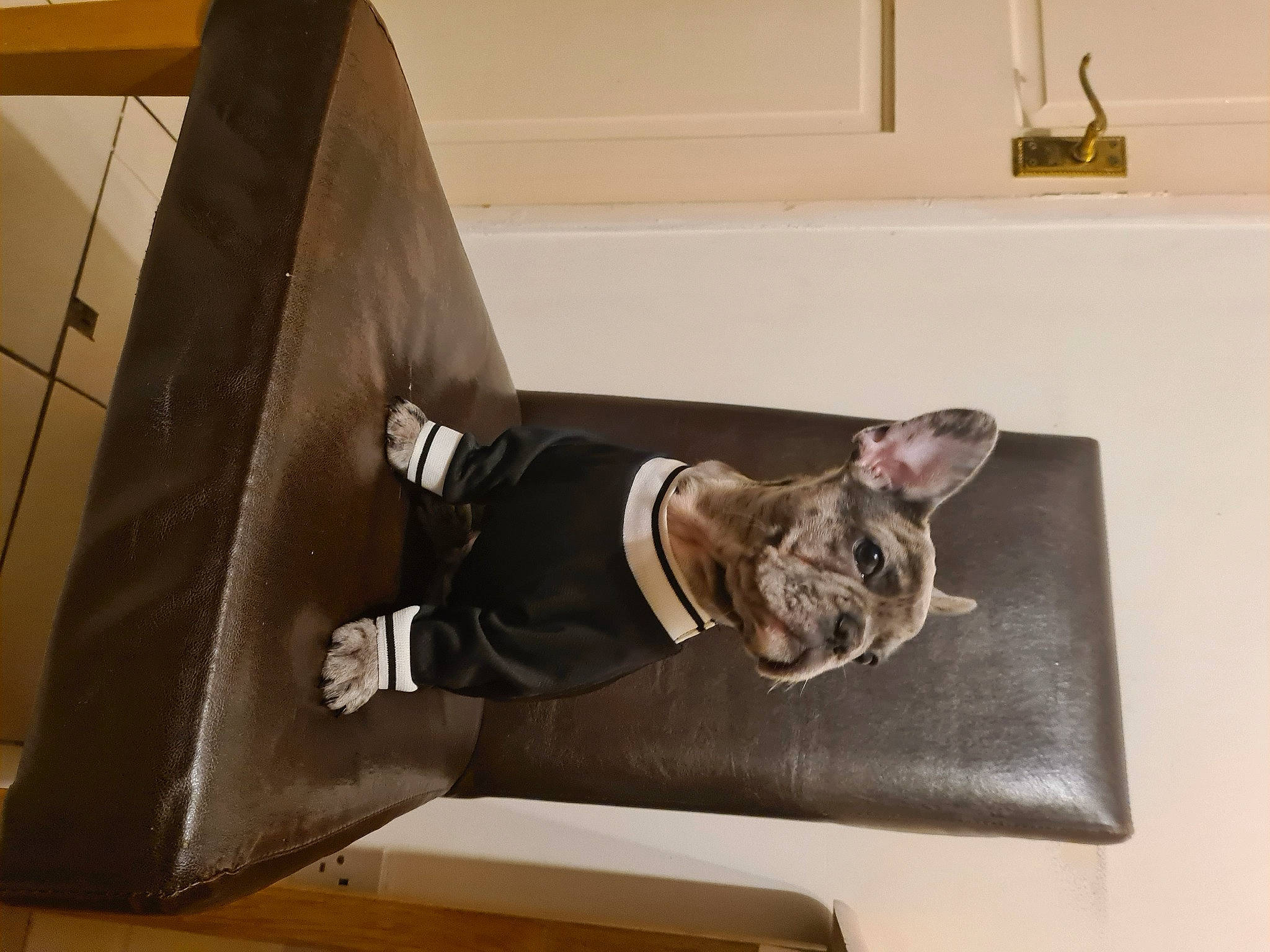 Alfie joined the competition — help win amazing prizes! carnivore, ceiling, comfort, couch, domestic_short_haired_cat, felidae, floor, flooring, fur, hardwood, interior_design, linens, rectangle, room, small_to_medium_sized_cats, stairs, tail, tile, whiskers, wood