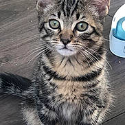 Lenny a rejoint le concours — aidez-le/la à gagner de superbes lots ! kitten, tabby, cat, pet, animal, feline, fur, whiskers, ears, eyes, floor, indoor, cute, sitting, young, domestic, striped, closeup, curious, small
